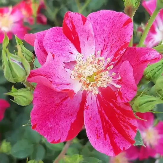 40-50 cm - Trandafiri - Ruby™ - 